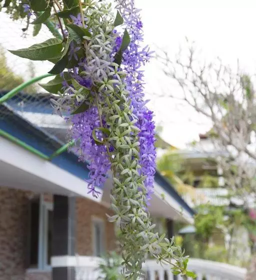 Majatalo Baliamandarlinghouse