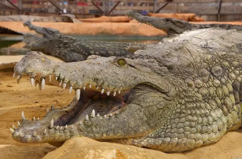 בית מלון כפרי Le Chêne Vert