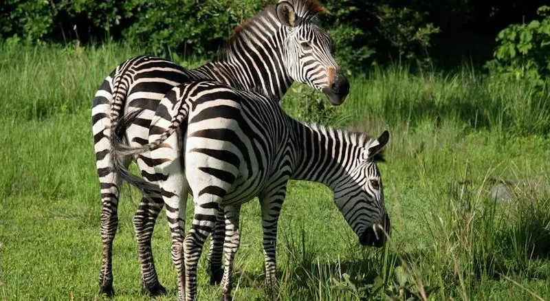 Protea Hotel Safari Lodge