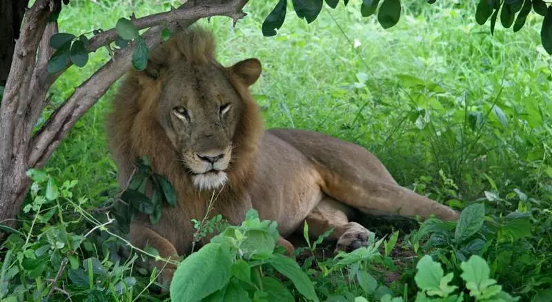 Protea Hotel Safari Lodge