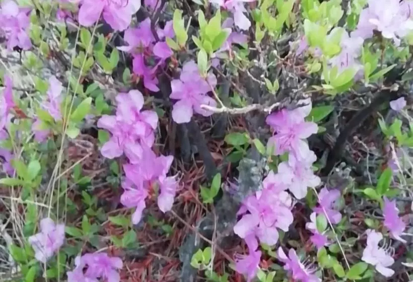 ホテル Camping On Olkhon