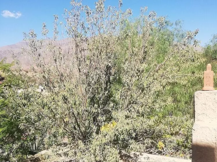 Majatalo Auberge Tigmmi N Tamazirte