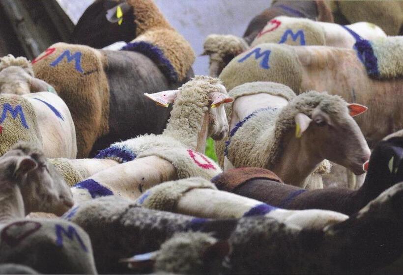 酒店 Hôtel Aurélia