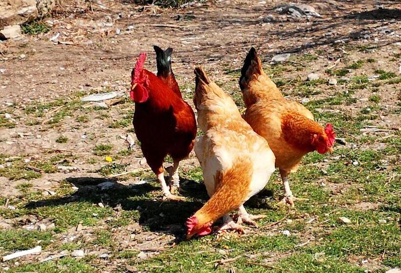 בית מלון כפרי Agriturismo Grecinella