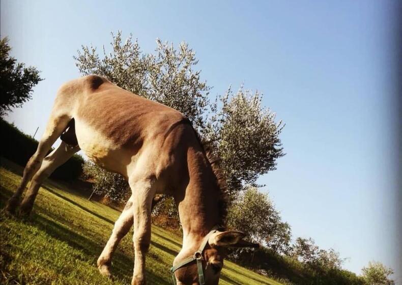 בית מלון כפרי Agriturismo Grecinella