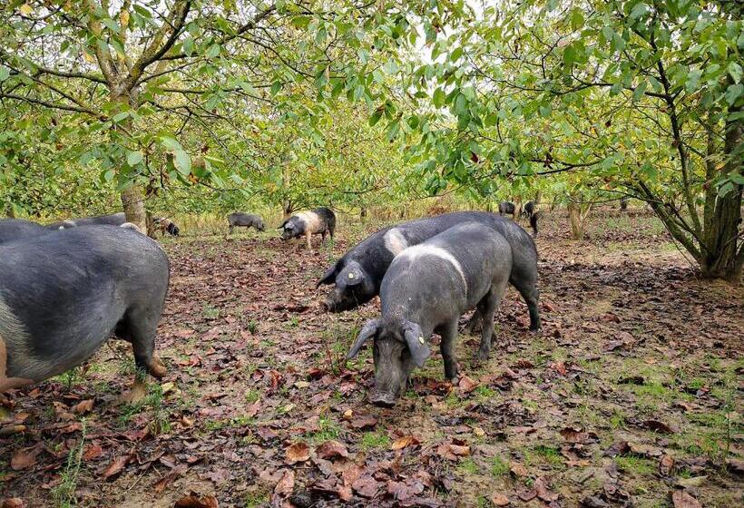 בית מלון כפרי Agriturismo Grecinella