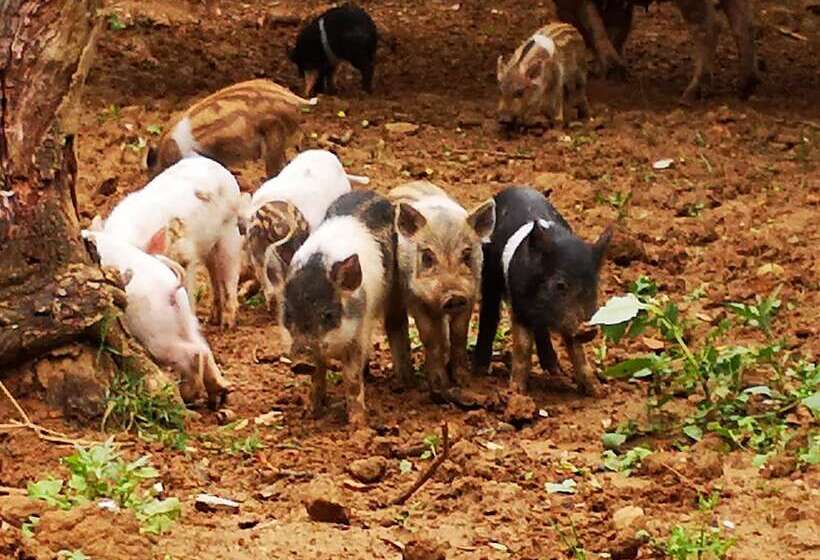 בית מלון כפרי Agriturismo Grecinella