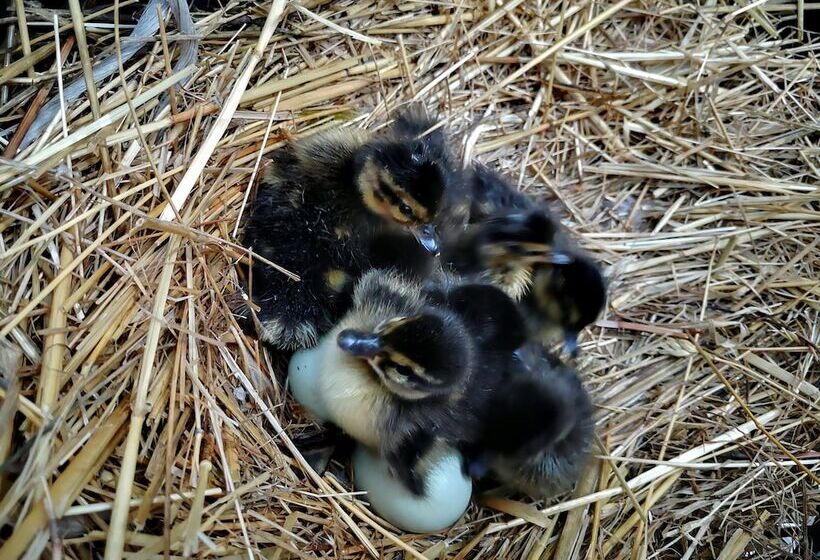 בית מלון כפרי Agriturismo Grecinella
