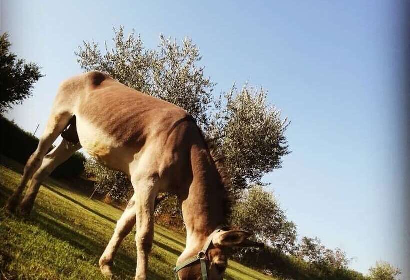 בית מלון כפרי Agriturismo Grecinella