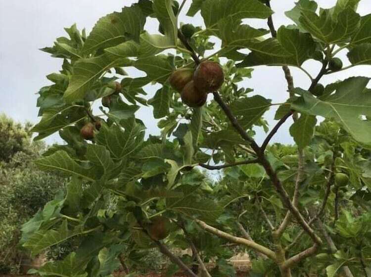 Bed and Breakfast Corte Dei Salentini