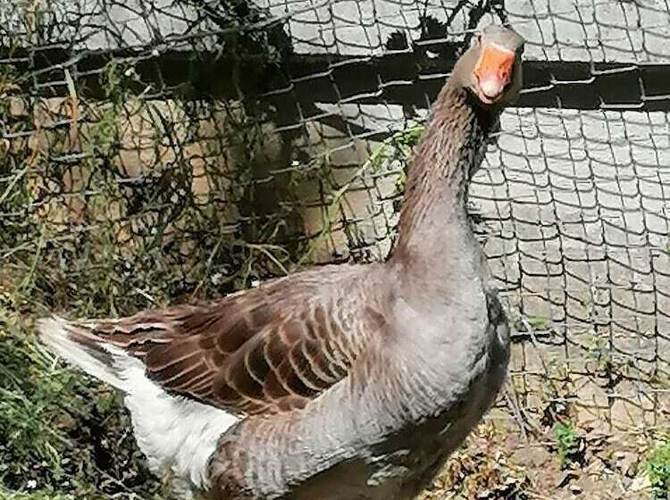 田舎風ホテル Bioagriturismo Sofia