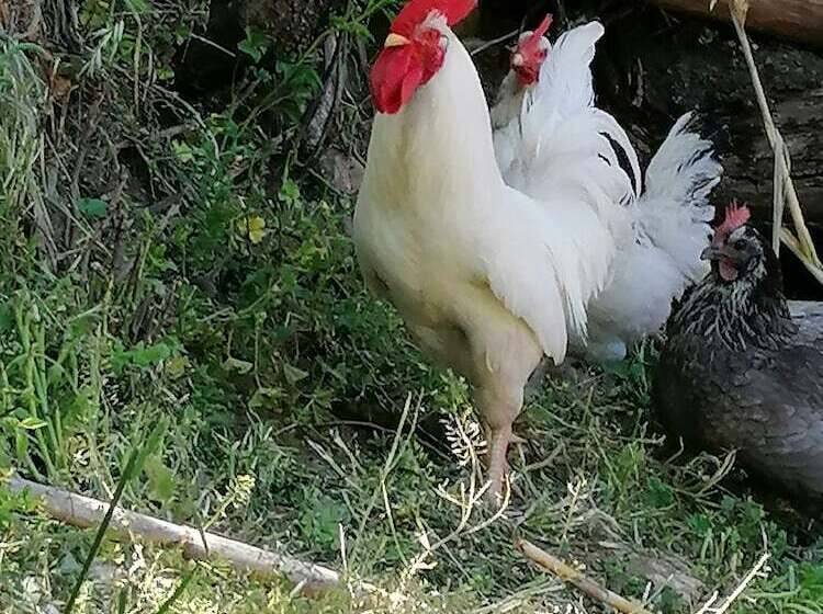 田舎風ホテル Bioagriturismo Sofia