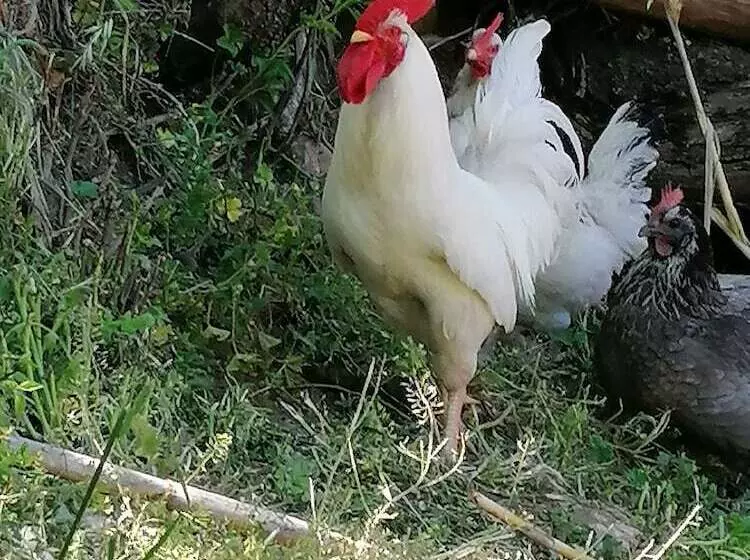 田舎風ホテル Bioagriturismo Sofia