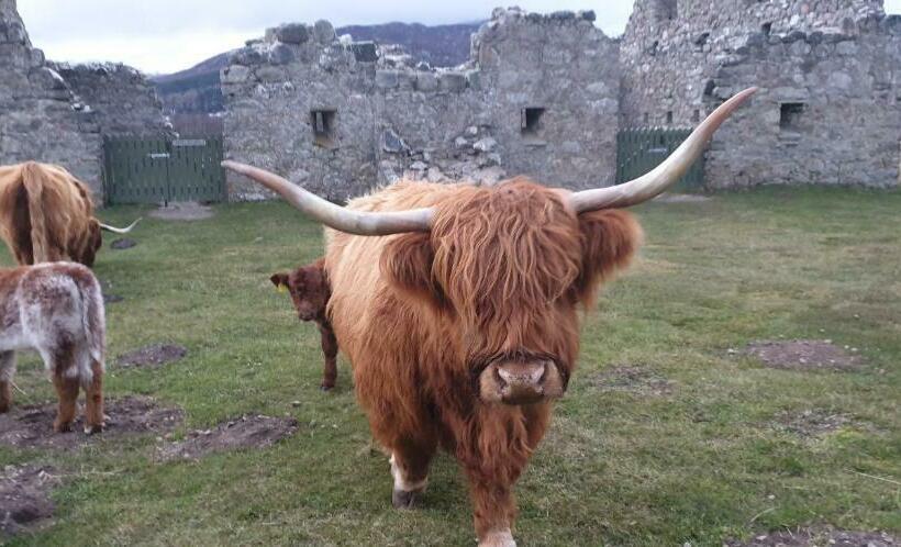 בית מלון כפרי The Osprey