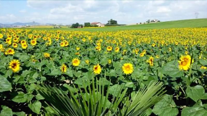 Country House  La Tana Della Lepre