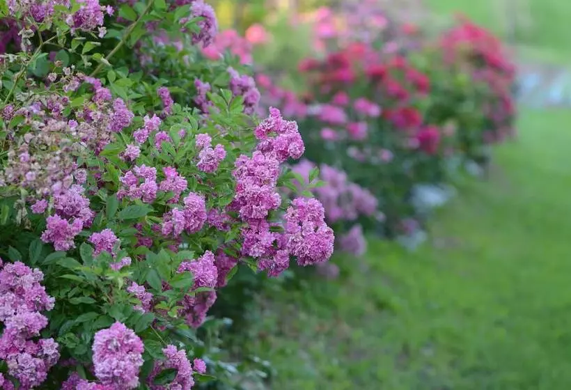 田舎風ホテル Agriturismo Madonna Della Corte