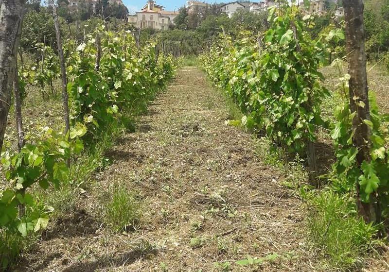 Agriturismo La Magione Del Capitano