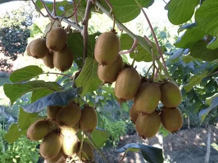 Aamiaismajoitus (B&B) Agrialpi By Salfrutta