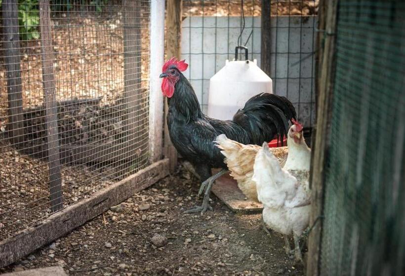 ベッドアンドブレックファースト L Agrifoglio Di Assisi Residenza Di Campagna
