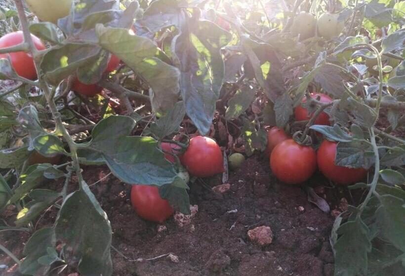 Agriturismo Fica Torta