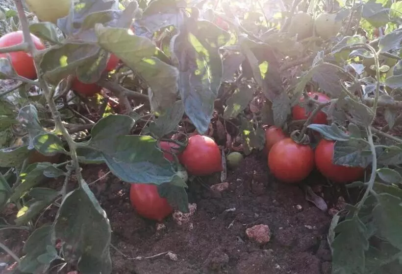 Agriturismo Fica Torta