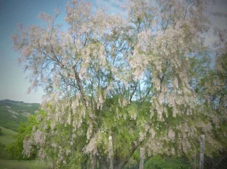 בית מלון כפרי Agriturismo Il Colcello