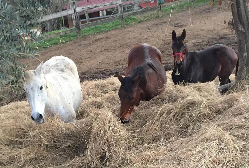 Сельский отель Tenuta Selvaggia