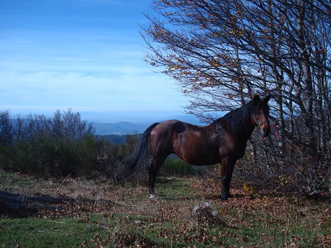 Сельский отель Tenuta Selvaggia