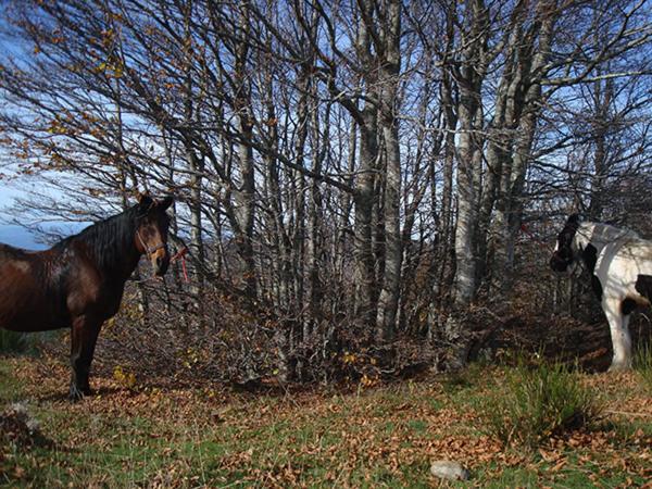 Сельский отель Tenuta Selvaggia