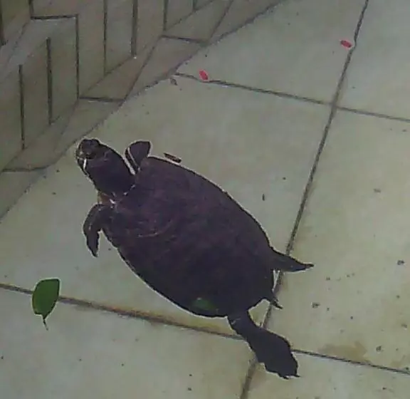 Agriturismo Artisti Del Cavallo