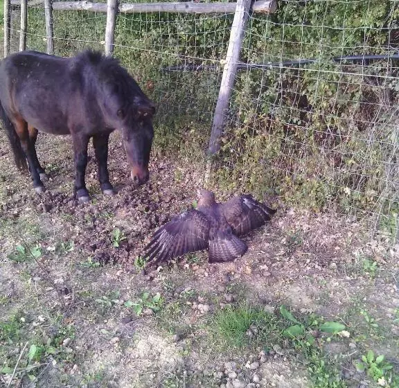 Agriturismo Artisti Del Cavallo