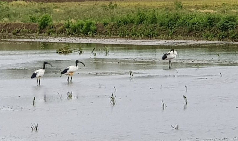 בית מלון כפרי Az.agr.cascina Moretta