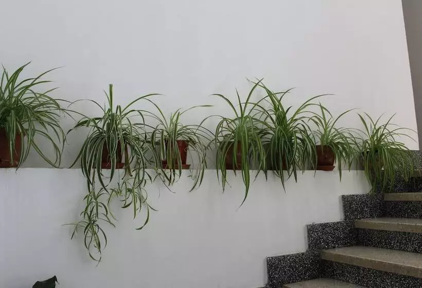 Pension Peperillo