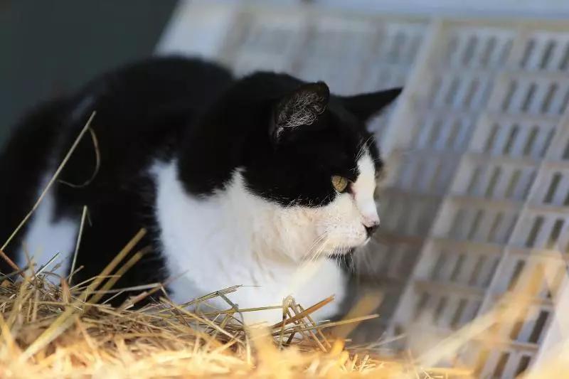 Fattoria Ca  Di Fatino