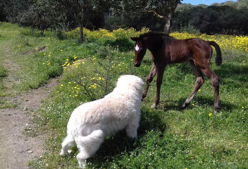 B&b Su Narboni Mannu E4247