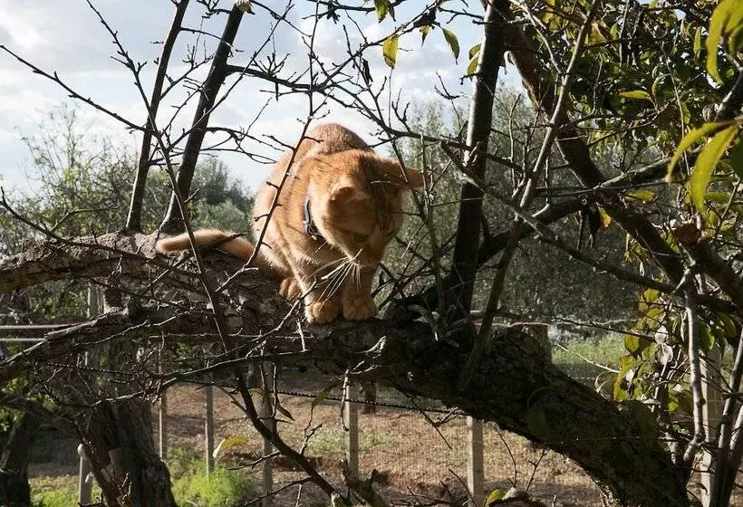 Hotelli Ciriga Sicily Glamping Resort