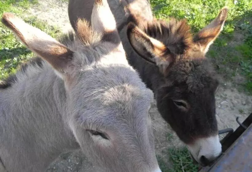 田舎風ホテル Fattoria Di Marena