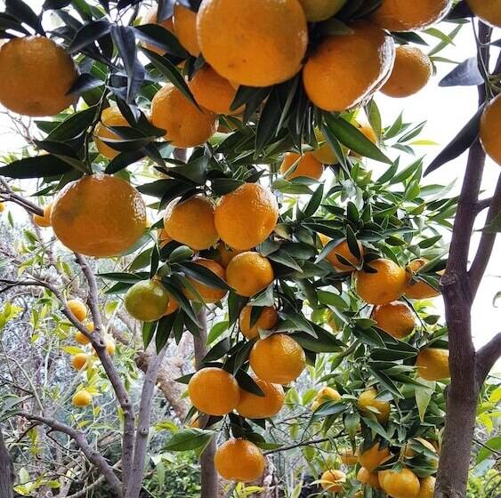 Bed and Breakfast Villa Erry