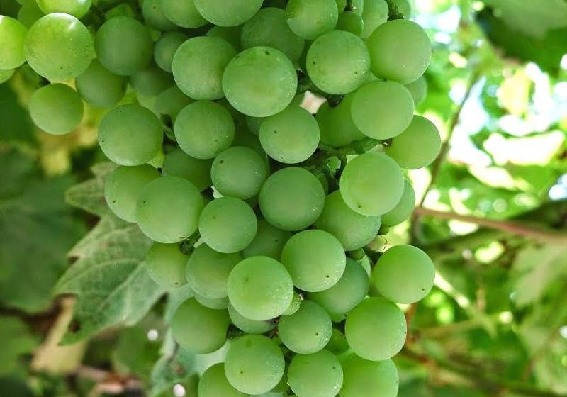 Agriturismo Le Spezie