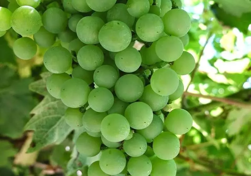 Agriturismo Le Spezie