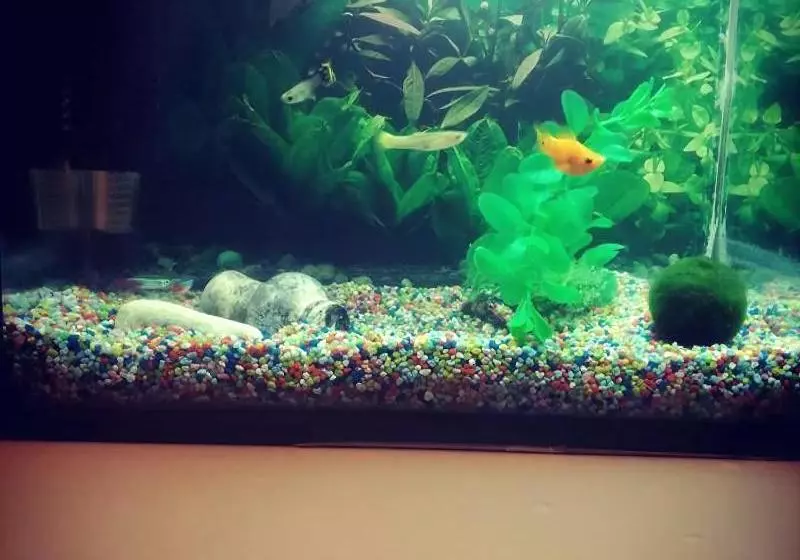 B&b Il Golfo Delle Sirene