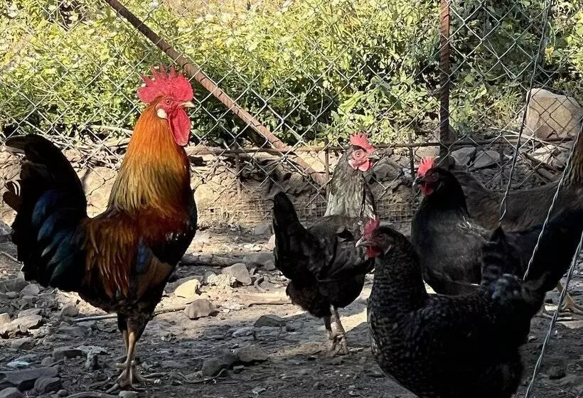 田舎風ホテル Agriturismo Bosco Pianetti