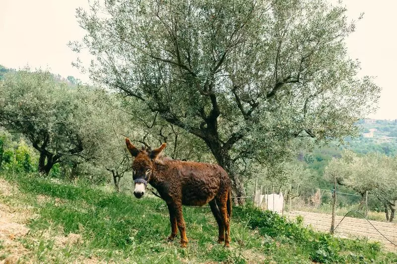 Villa Nigro