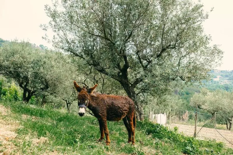 Villa Nigro