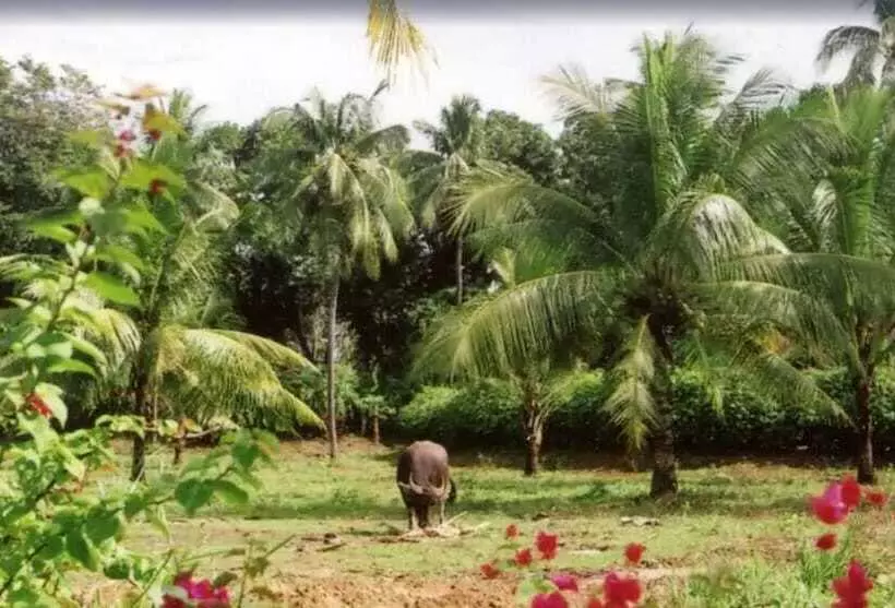 リゾートホテル Pulchra  Philippines