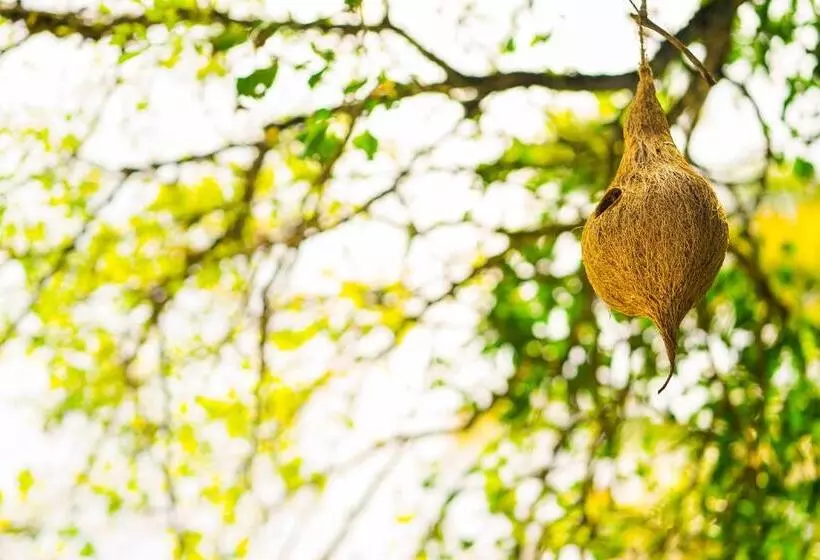 Bed and Breakfast Munnar Blue Mist