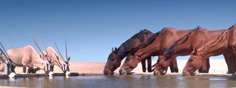 هتل Desert Horse Inn