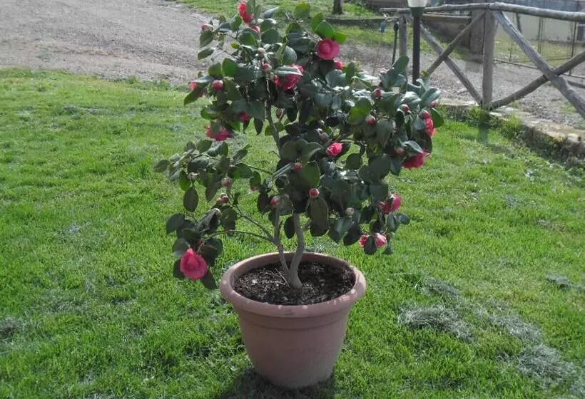 Maaseutuhotelli Poggio Petrella