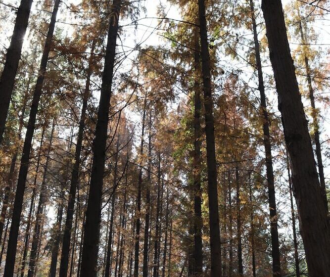 בית מלון כפרי Queensir International