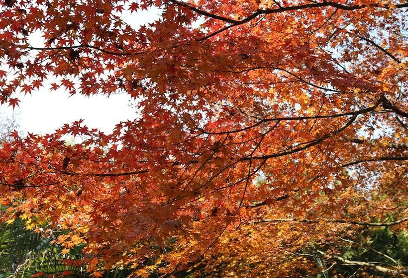 בית מלון כפרי Queensir International